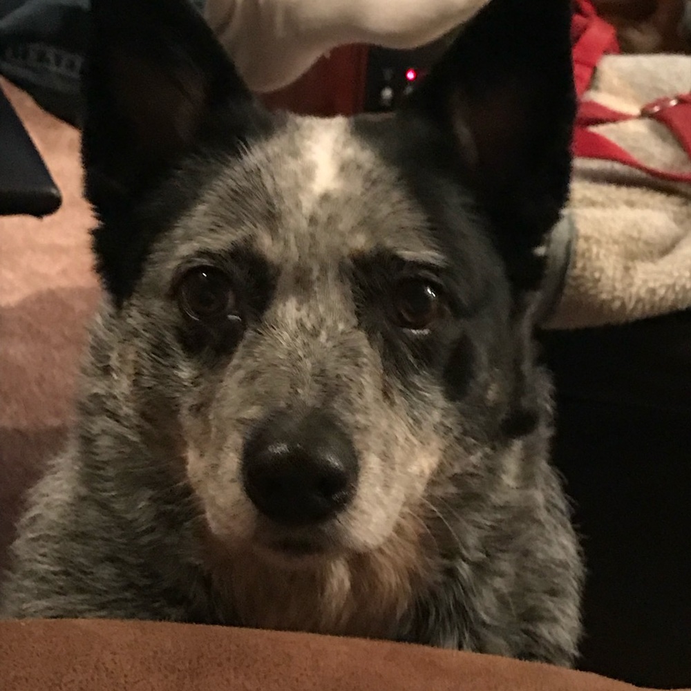 Meet your Posher, Haushawnnah